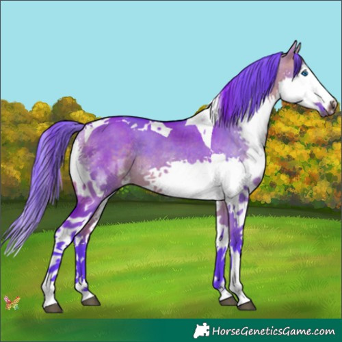 Horse Color:Watercolor Brown Dun Splash Tobiano Rabicano 