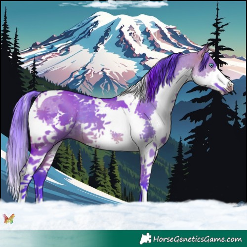 Horse Color:Watercolor Brown Dun Splash Tobiano Rabicano 