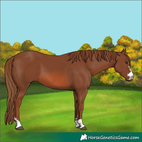Horse Color:Chestnut 