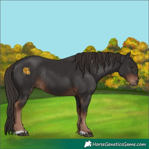 Horse Color:Liver Chestnut Rabicano 