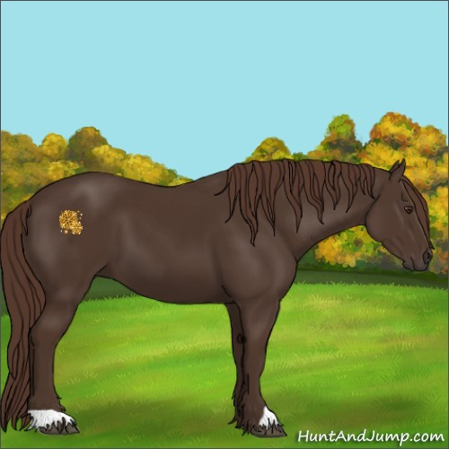 Horse Color:Liver Chestnut 