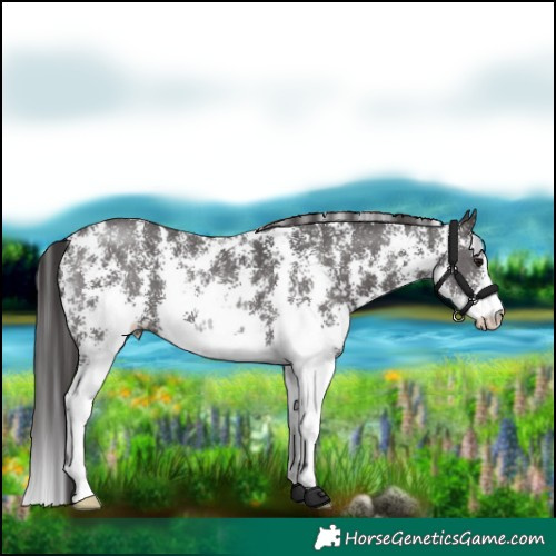 Horse Color:Smoky Black Sabino