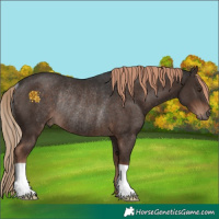 Horse Color:Liver Chestnut Rabicano 