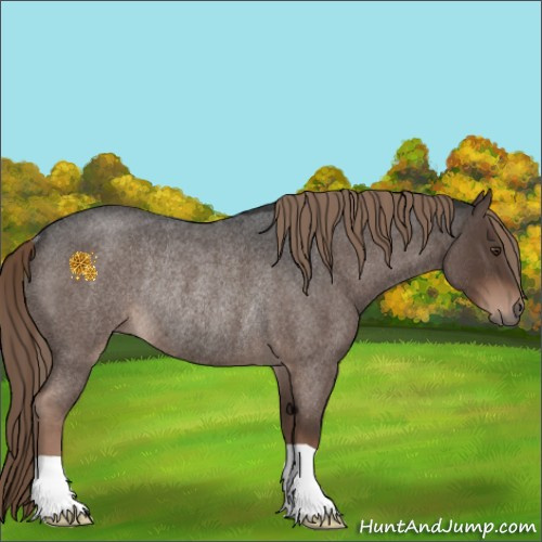 Horse Color:Liver Red Roan Rabicano 
