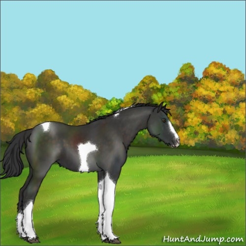 Horse Color:Liver Chestnut Sabino Tobiano 