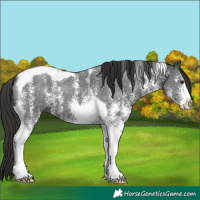 Horse Color:Liver Chestnut Sabino Tobiano