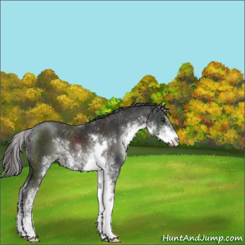 Horse Color:Liver Chestnut Sabino 