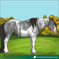 Horse Color:Liver Chestnut Sabino Tobiano 