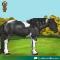 Horse Color:Liver Chestnut Tobiano