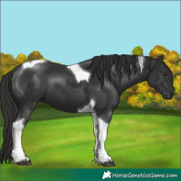 Horse Color:Liver Chestnut Tobiano 