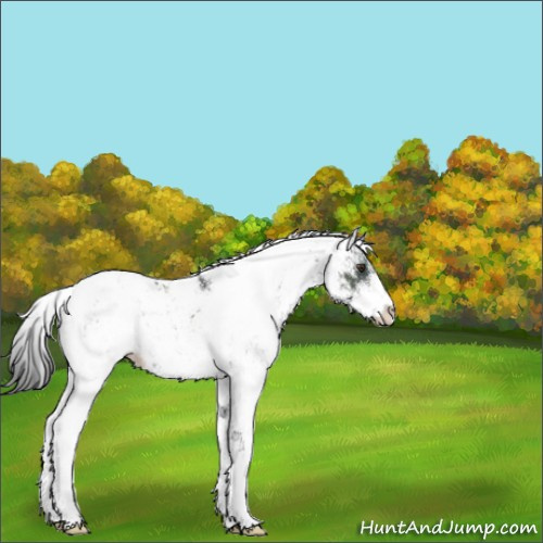 Horse Color:Liver Chestnut Sabino