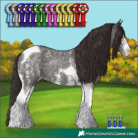 Horse Color:Liver Chestnut Sabino Tobiano
