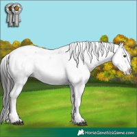 Horse Color:Liver Chestnut Sabino