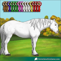 Horse Color:Liver Chestnut Sabino 