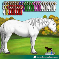 Horse Color:Liver Chestnut Sabino 