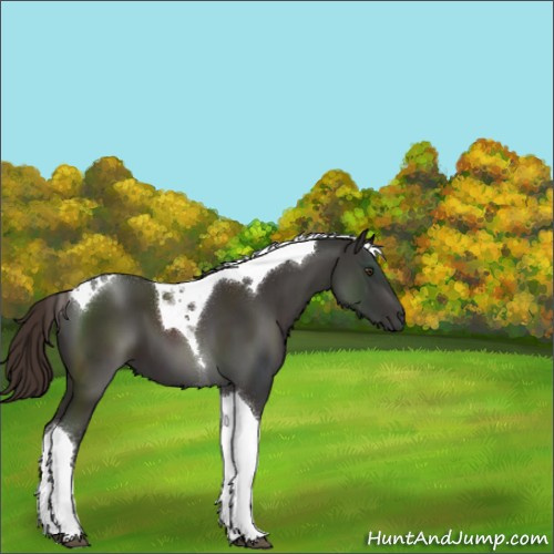 Horse Color:Liver Chestnut Tobiano 