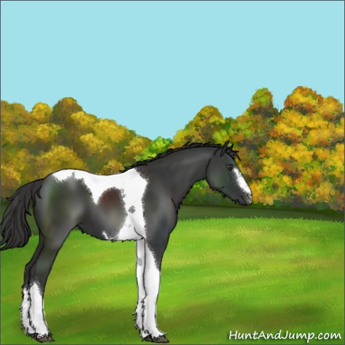 Horse Color:Liver Chestnut Sabino Tobiano 