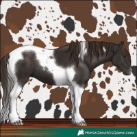 Horse Color:Liver Chestnut Tobiano 