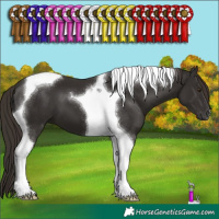 Horse Color:Liver Chestnut Tobiano 