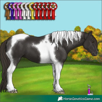 Horse Color:Liver Chestnut Tobiano 