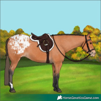 Horse Color:Bay Appaloosa 