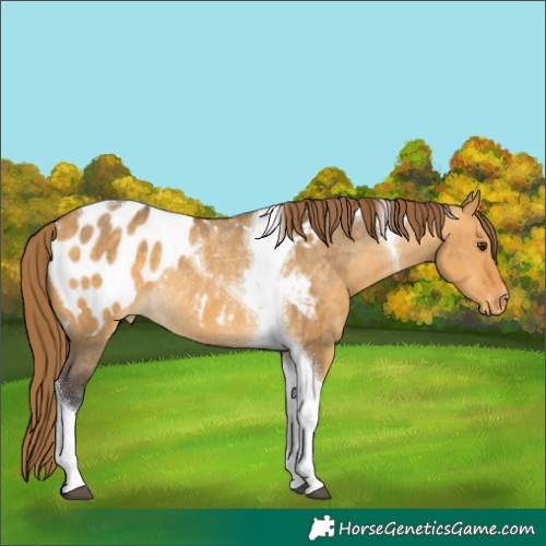 Horse Color:Buckskin Dun Tobiano Appaloosa Rabicano