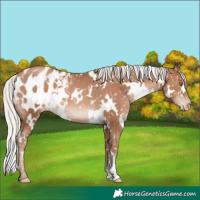 Horse Color:White Spotted Silver Black Pearl Appaloosa 