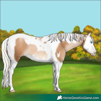 Horse Color:Gray Silver Classic Champagne Pearl Sabino Splash Tobiano Rabicano 