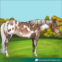 Horse Color:Gray White Spotted Silver Black Pearl Appaloosa Rabicano 