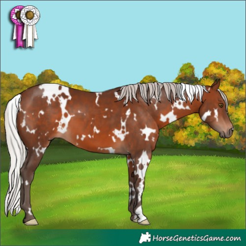 Horse Color:White Spotted Silver Brown 