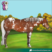 Horse Color:White Spotted Silver Brown