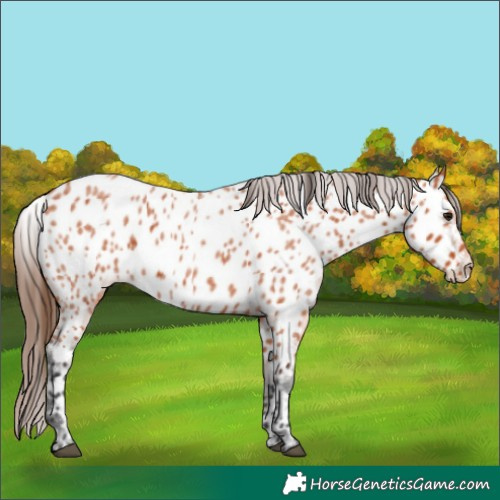 Horse Color:Bay Roan Appaloosa 