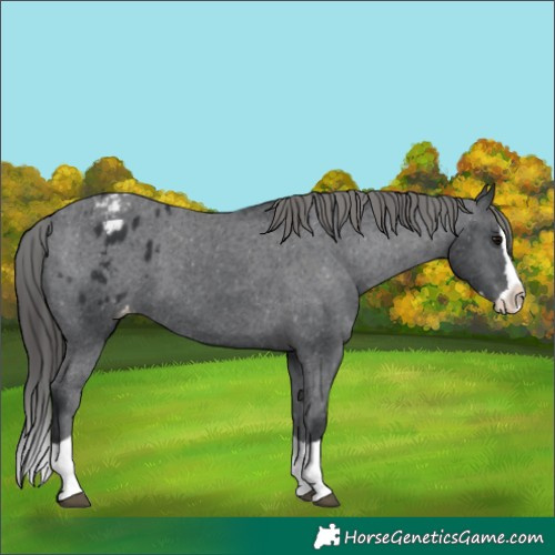 Horse Color:Black Splash Appaloosa 