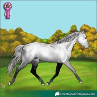 Horse Color:Gray White Spotted Chocolate Bay Chinchilla Ice Splash 