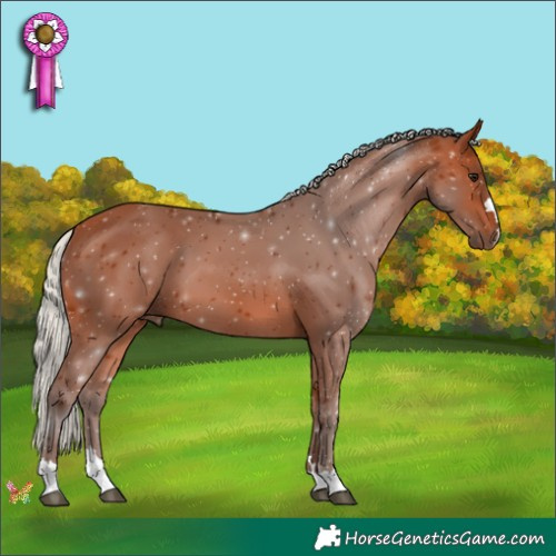 Horse Color:Silver Bay 