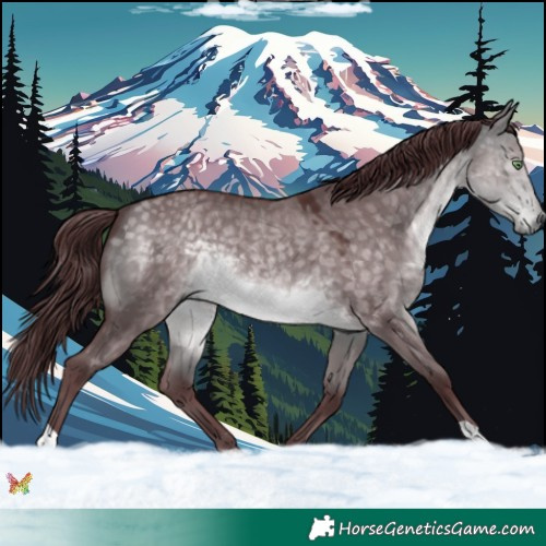 Horse Color:Platinum Chocolate Buckskin Dun 