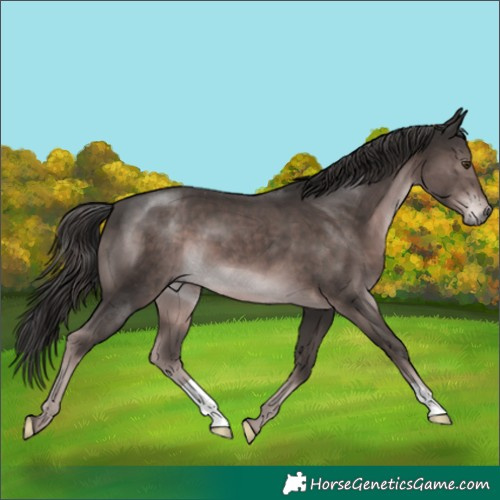 Horse Color:Platinum Liver Chestnut 
