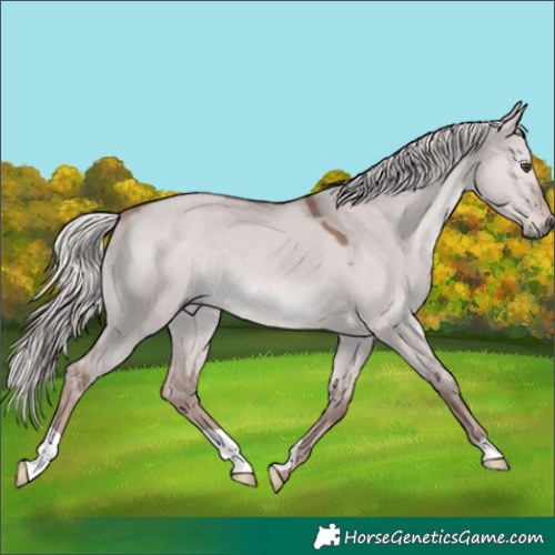 Horse Color:Platinum Red Dun 