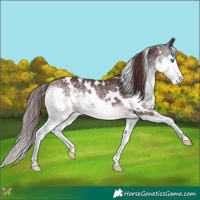 Horse Color:Platinum White Spotted Chocolate Buckskin Splash 