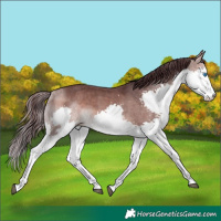 Horse Color:Platinum Chocolate Brown Splash 