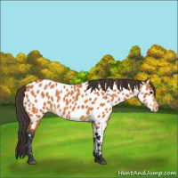 Horse Color:Bay Appaloosa 