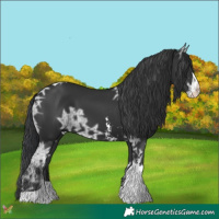 Horse Color:Black Ice Sabino Tobiano 