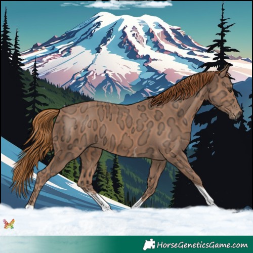 Horse Color:Chestnut Ice Sabino Tobiano 