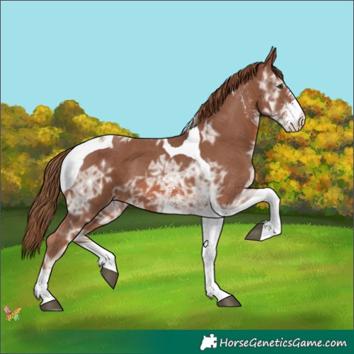 Horse Color:Chestnut Ice Sabino Tobiano 