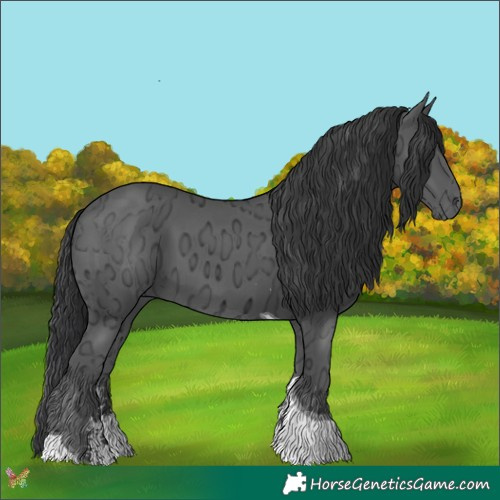 Horse Color:Black Ice Sabino Tobiano 