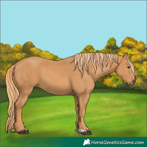Horse Color:Unknown 