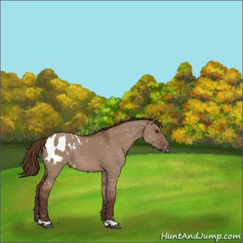 Horse Color:Liver Red Dun Appaloosa 