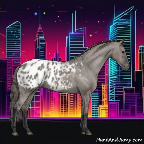 Horse Color:Grullo Appaloosa 