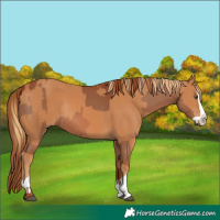 Horse Color:Chestnut  and Chestnut Splash Rabicano 