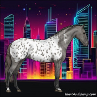Horse Color:Grullo Appaloosa 